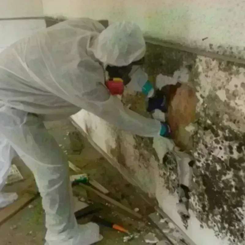 Mold Remediation and Removal in Wayne, MI